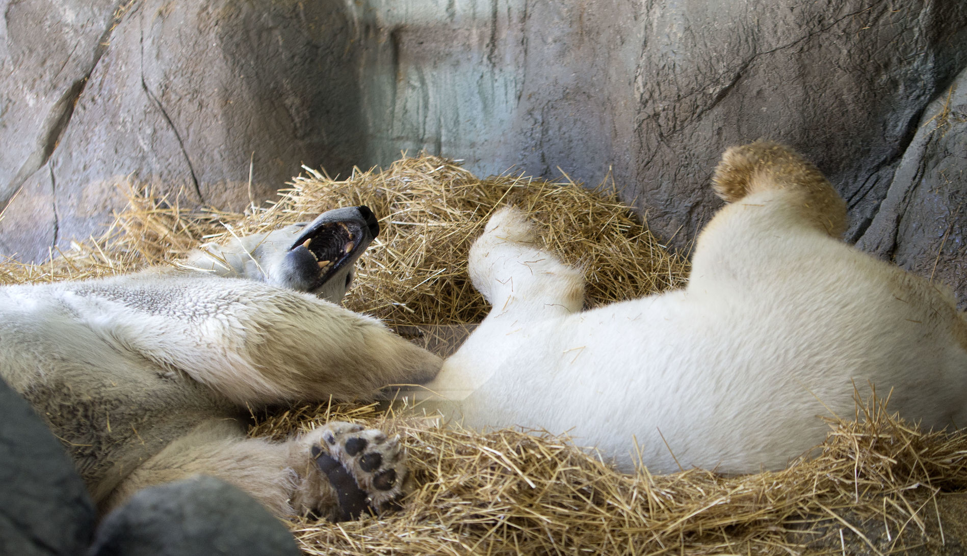 Polar Bears Looking For Love (copy) (copy)